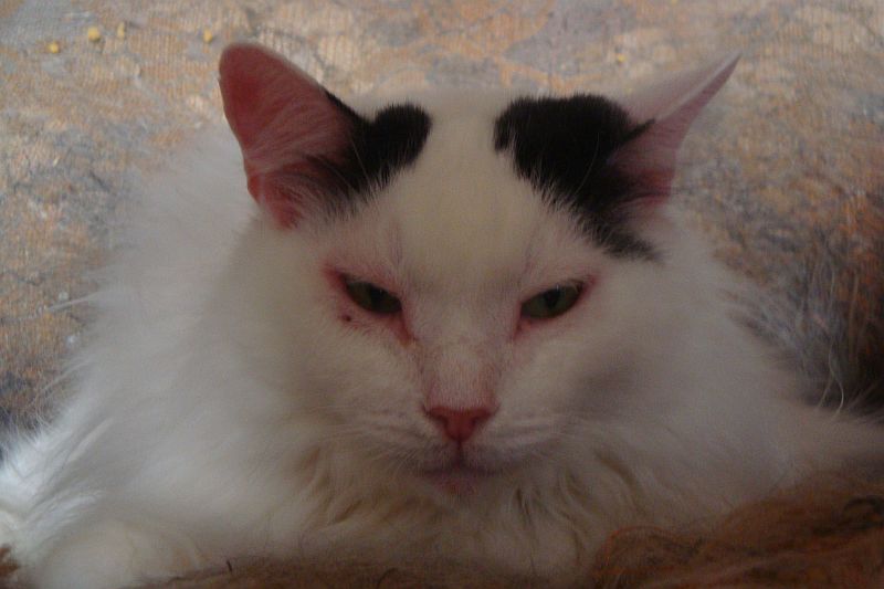 DSC04025 Пушок.jpg
