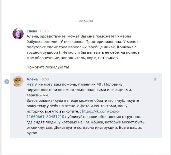 кошка.jpg