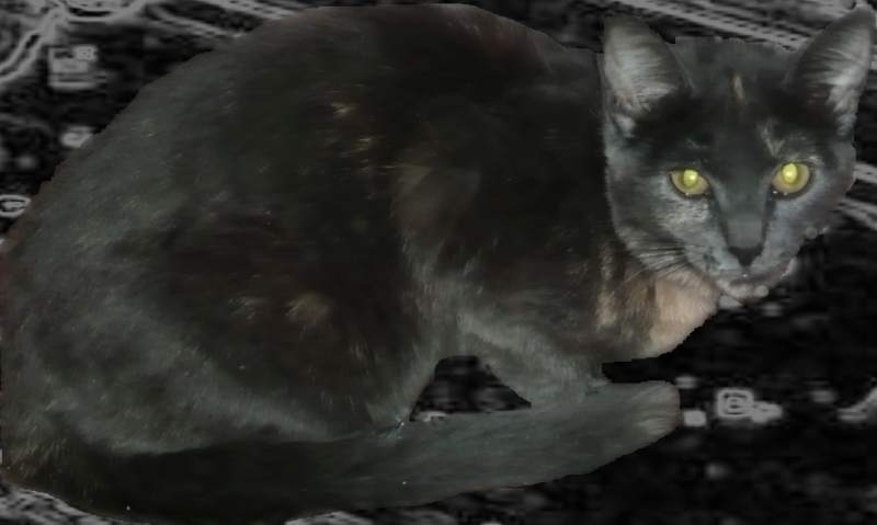 котенок.jpg