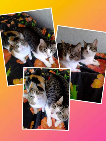 photocollage_2020101385638808.jpg