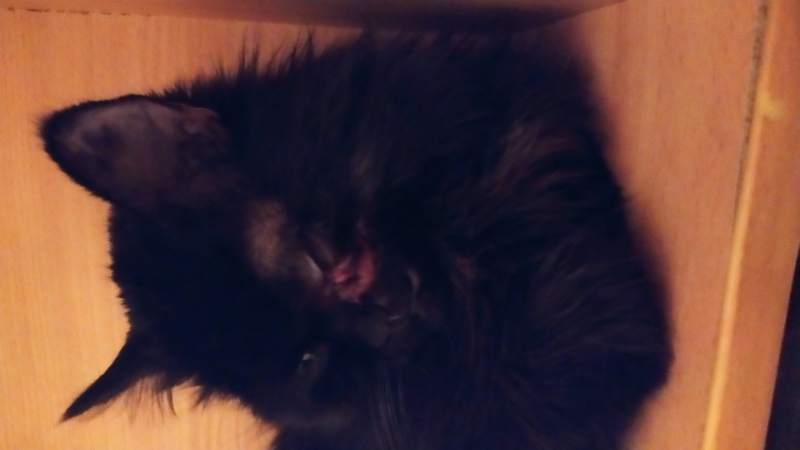 IMG_20201111_234624.jpg