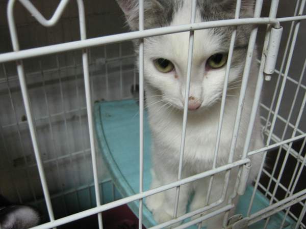 говорящий котик.jpg