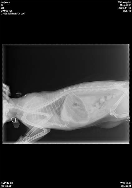 рентген 4.jpg