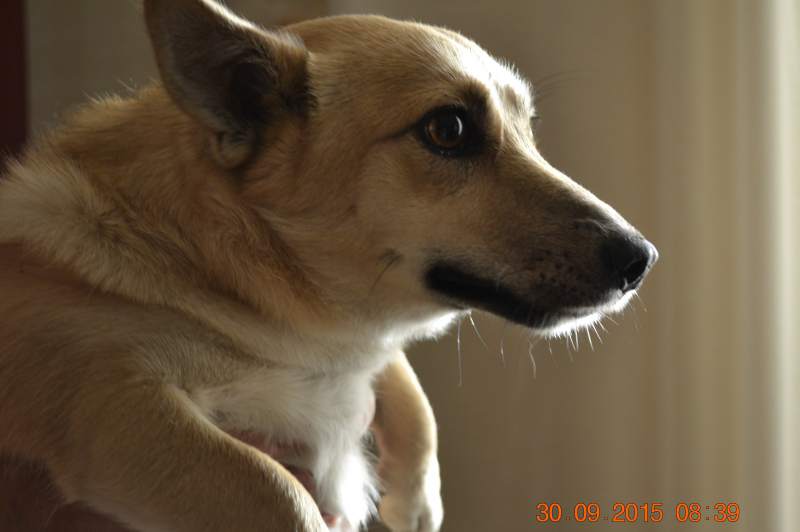 DSC_8237_croped.JPG
