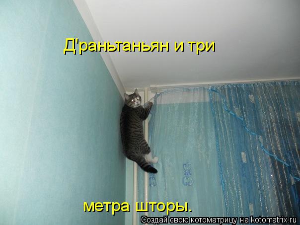 kotomatritsa_j.jpg