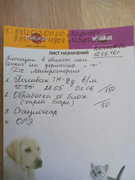 вислоушка5.jpg