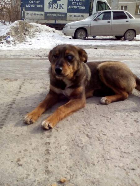 Больной пёсик глазик.jpg