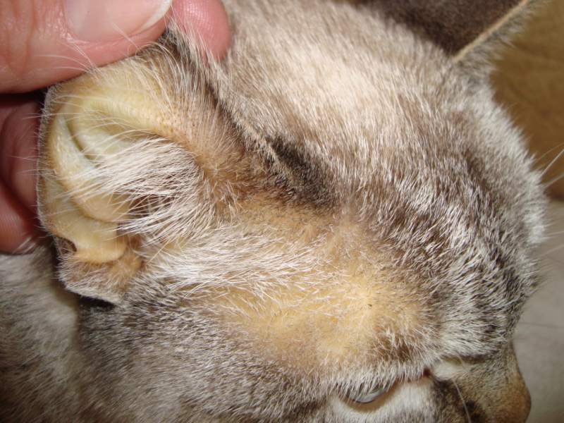 кот2.JPG