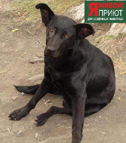 Глория уменьшеная.JPG