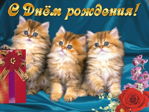 котята с днем рожения_800px.jpg