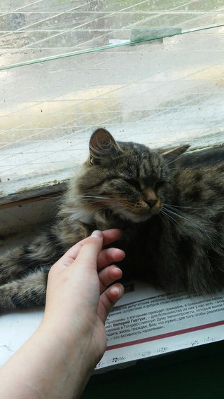 кошка.jpg