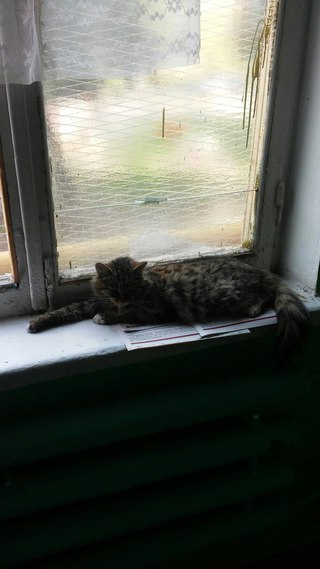 кошка 2.jpg