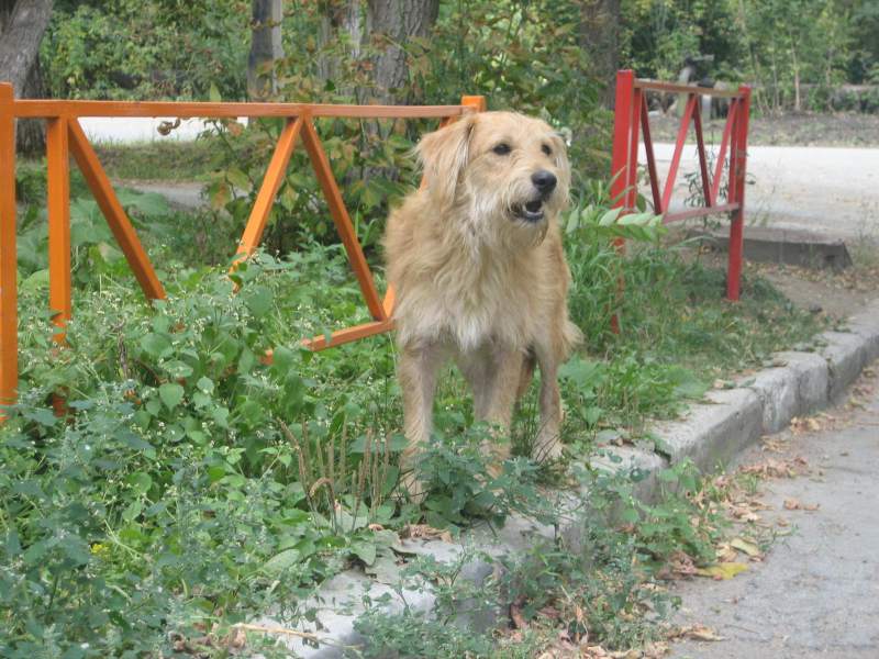 собачуля.JPG