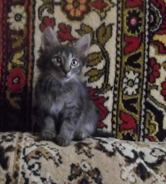 P1090777 — копия.JPG