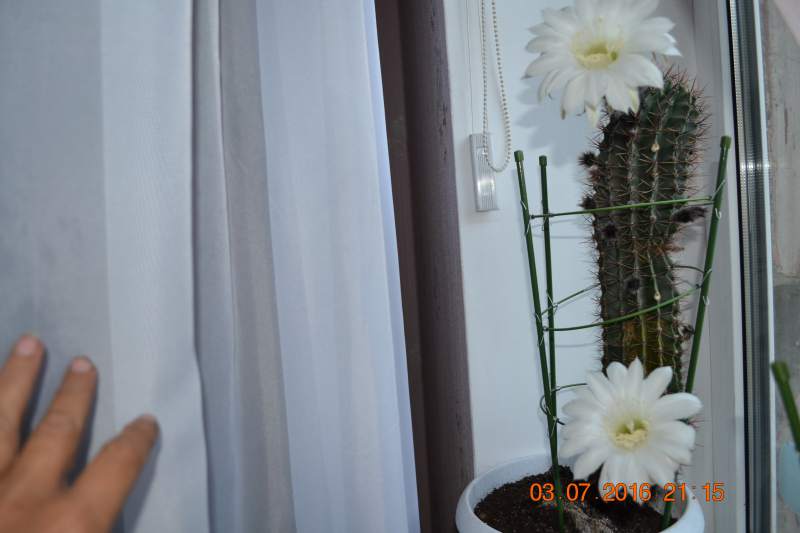 DSC_9412.JPG