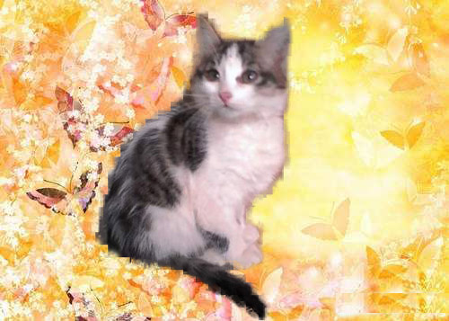 котя6767.jpg