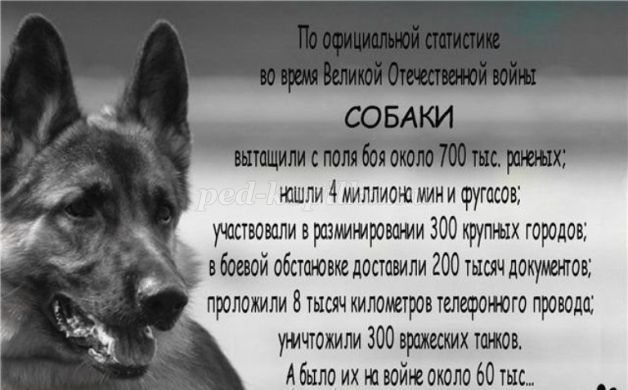 собаки ВОВ.jpg