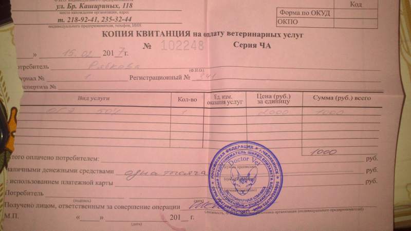стерилизация кошки.jpg
