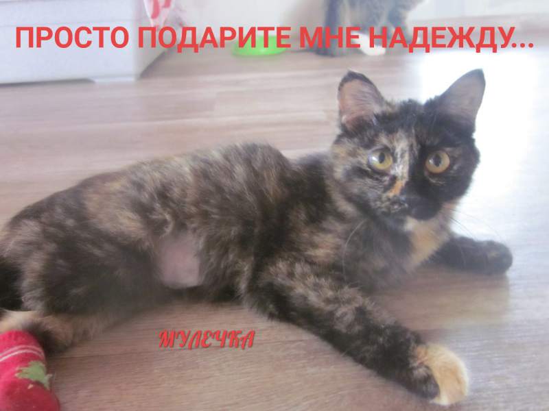 мулечка.jpg
