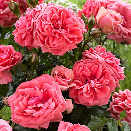 roza-floribunda-kimono.jpg